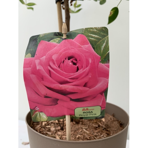 7 - TWO MIXED ROSE PATIO PLANTS IN ROYAL RED AND ROYAL PINK IN FLOWER APPROX 90CM IN HEIGHT IN 3 LTR POT... 