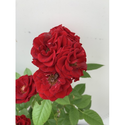 7 - TWO MIXED ROSE PATIO PLANTS IN ROYAL RED AND ROYAL PINK IN FLOWER APPROX 90CM IN HEIGHT IN 3 LTR POT... 