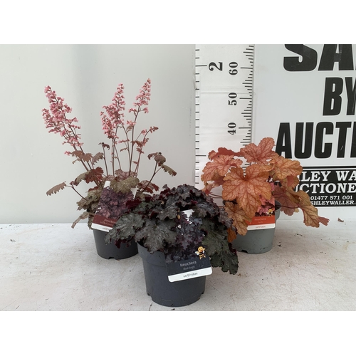 75 - THREE MIXED HEUCHERAS BABY BELLS CINNAMON GLAZE, BLACK KNIGHT AND PAPRIKA IN 2 LTR POTS 30-50CM IN H... 