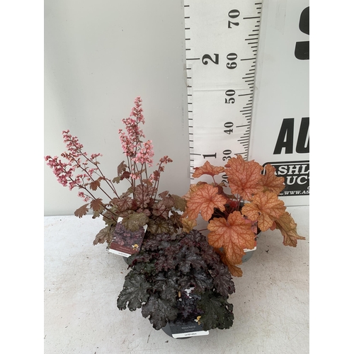 75 - THREE MIXED HEUCHERAS BABY BELLS CINNAMON GLAZE, BLACK KNIGHT AND PAPRIKA IN 2 LTR POTS 30-50CM IN H... 