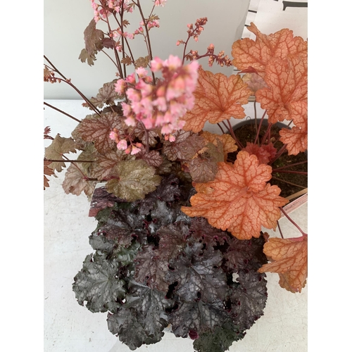 75 - THREE MIXED HEUCHERAS BABY BELLS CINNAMON GLAZE, BLACK KNIGHT AND PAPRIKA IN 2 LTR POTS 30-50CM IN H... 