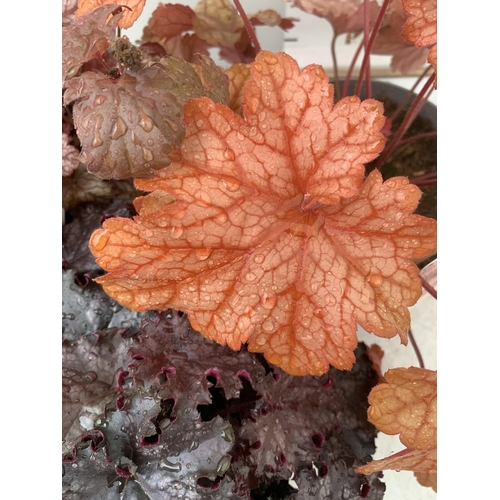 75 - THREE MIXED HEUCHERAS BABY BELLS CINNAMON GLAZE, BLACK KNIGHT AND PAPRIKA IN 2 LTR POTS 30-50CM IN H... 