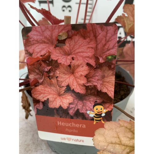 75 - THREE MIXED HEUCHERAS BABY BELLS CINNAMON GLAZE, BLACK KNIGHT AND PAPRIKA IN 2 LTR POTS 30-50CM IN H... 