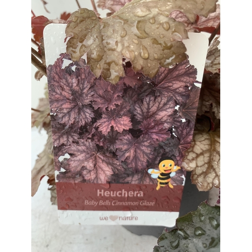 75 - THREE MIXED HEUCHERAS BABY BELLS CINNAMON GLAZE, BLACK KNIGHT AND PAPRIKA IN 2 LTR POTS 30-50CM IN H... 