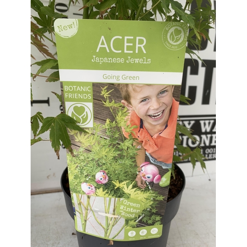 76 - TWO ACER PALMATUMS 'GOING GREEN' AND 'ORANGE DREAM' IN 3 LTR POTS APPROX 80CM IN HEIGHT PLUS VAT TO ... 