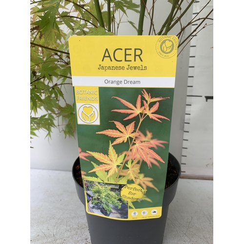 76 - TWO ACER PALMATUMS 'GOING GREEN' AND 'ORANGE DREAM' IN 3 LTR POTS APPROX 80CM IN HEIGHT PLUS VAT TO ... 