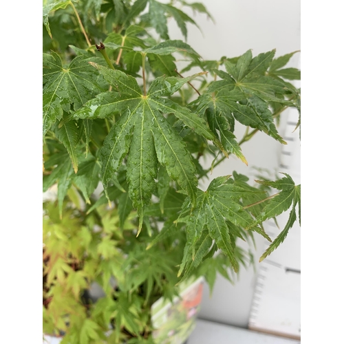 76 - TWO ACER PALMATUMS 'GOING GREEN' AND 'ORANGE DREAM' IN 3 LTR POTS APPROX 80CM IN HEIGHT PLUS VAT TO ... 