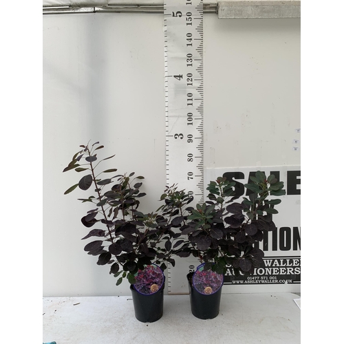 77 - TWO COTINUS COGGYGRIA ROYAL PURPLE SMOKE BUSH IN 3 LTR POTS APPROX 80CM IN HEIGHT PLUS VAT TO BE SOL... 