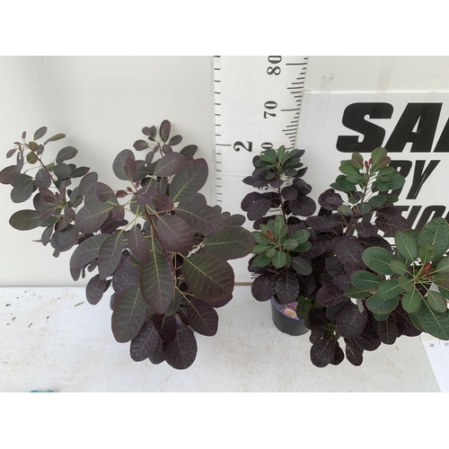 77 - TWO COTINUS COGGYGRIA ROYAL PURPLE SMOKE BUSH IN 3 LTR POTS APPROX 80CM IN HEIGHT PLUS VAT TO BE SOL... 