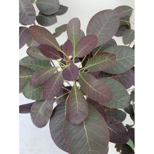 77 - TWO COTINUS COGGYGRIA ROYAL PURPLE SMOKE BUSH IN 3 LTR POTS APPROX 80CM IN HEIGHT PLUS VAT TO BE SOL... 