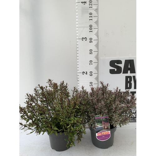 78 - TWO LARGE HEBE MAGICOLOURS 'MAGIC SUMMER' AND 'WILD ROMANCE' IN 5 LTR POTS APPROX 50- 55CM IN HEIGHT... 