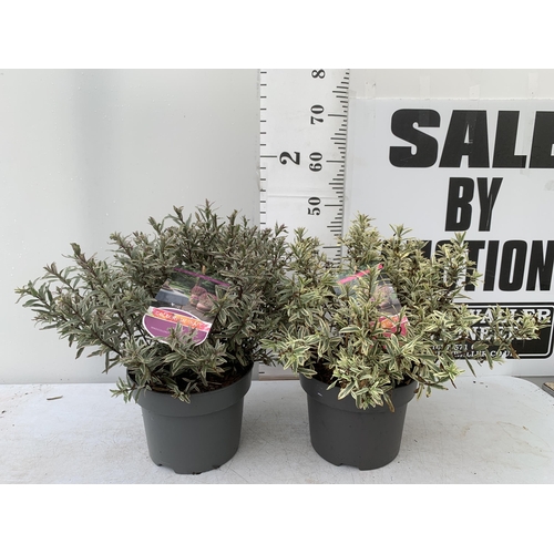 79 - TWO LARGE HEBE MAGICOLOURS 'MAGIC SUMMER' AND 'HEARTBREAKER' IN 5 LTR POTS APPROX 45- 55CM IN HEIGHT... 