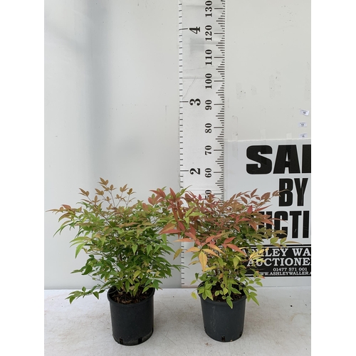 8 - TWO NANDINA DOMESTICA 'HEAVENLY BAMBOO' EVERGREEN FLOWERING PLANT, APPROX 50-60CM IN HEIGHT IN 2 LTR... 