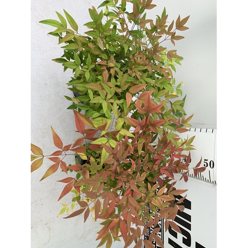 8 - TWO NANDINA DOMESTICA 'HEAVENLY BAMBOO' EVERGREEN FLOWERING PLANT, APPROX 50-60CM IN HEIGHT IN 2 LTR... 