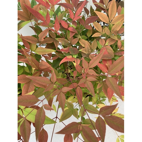 8 - TWO NANDINA DOMESTICA 'HEAVENLY BAMBOO' EVERGREEN FLOWERING PLANT, APPROX 50-60CM IN HEIGHT IN 2 LTR... 