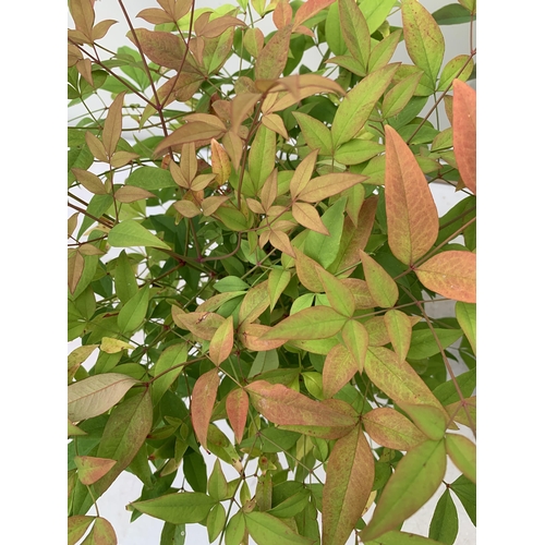 8 - TWO NANDINA DOMESTICA 'HEAVENLY BAMBOO' EVERGREEN FLOWERING PLANT, APPROX 50-60CM IN HEIGHT IN 2 LTR... 