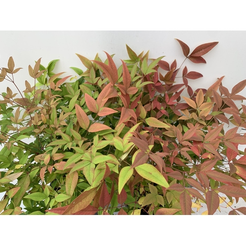 8 - TWO NANDINA DOMESTICA 'HEAVENLY BAMBOO' EVERGREEN FLOWERING PLANT, APPROX 50-60CM IN HEIGHT IN 2 LTR... 