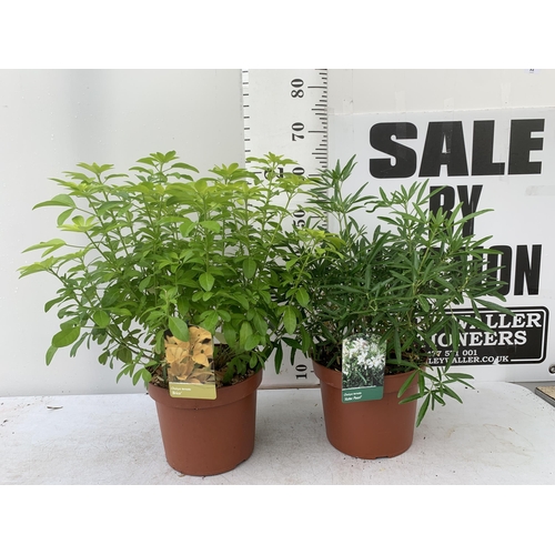 80 - TWO LARGE CHOISYA TERNATA 'BRICA' AND 'AZTEC PEARL' IN 5 LTR POTS APPROX 60CM IN HEIGHT PLUS VAT TO ... 