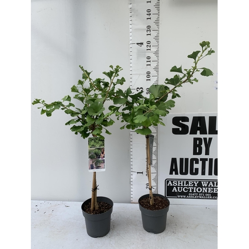 81 - TWO GINKGO BILOBA 'MARIKEN' IN 3 LTR POTS APPROX 110CM IN HEIGHT PLUS VAT TO BE SOLD FOR THE TWO