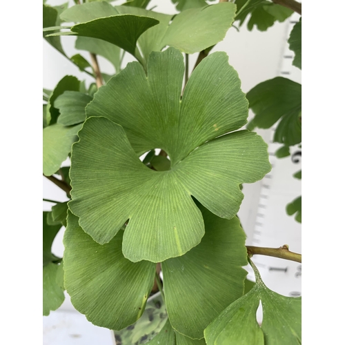 81 - TWO GINKGO BILOBA 'MARIKEN' IN 3 LTR POTS APPROX 110CM IN HEIGHT PLUS VAT TO BE SOLD FOR THE TWO