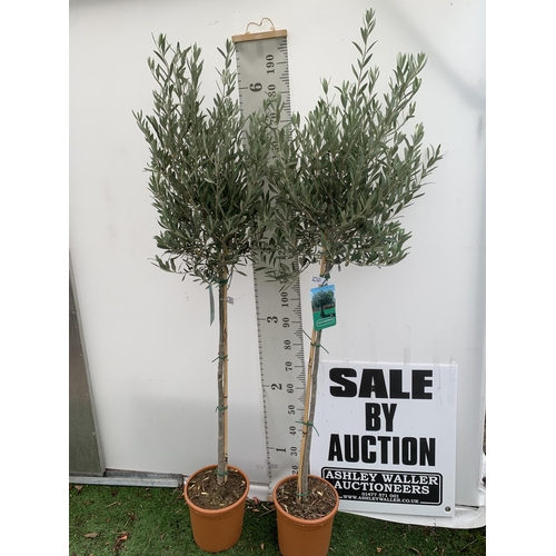 82 - TWO LARGE ITALIAN OLIVE STANDARD TREES OVER 2 METRES IN HEIGHT IN 9 LTR POTS NO VAT TO BE SOLD FOR T... 