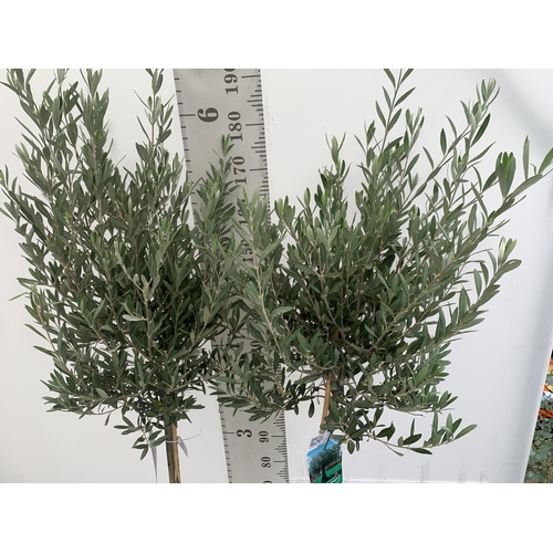 82 - TWO LARGE ITALIAN OLIVE STANDARD TREES OVER 2 METRES IN HEIGHT IN 9 LTR POTS NO VAT TO BE SOLD FOR T... 