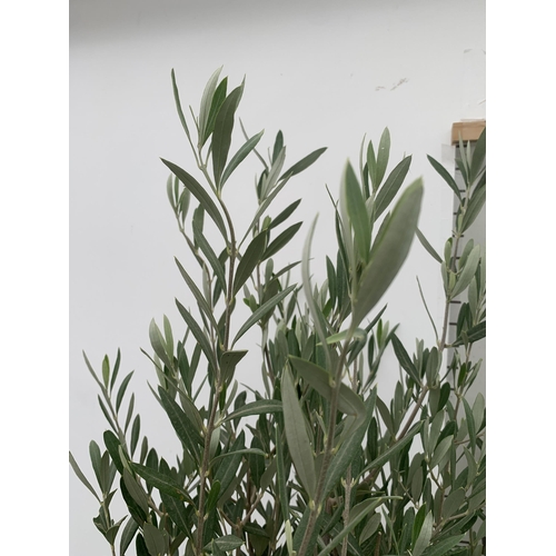 82 - TWO LARGE ITALIAN OLIVE STANDARD TREES OVER 2 METRES IN HEIGHT IN 9 LTR POTS NO VAT TO BE SOLD FOR T... 