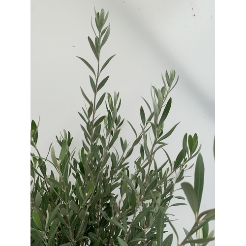 82 - TWO LARGE ITALIAN OLIVE STANDARD TREES OVER 2 METRES IN HEIGHT IN 9 LTR POTS NO VAT TO BE SOLD FOR T... 