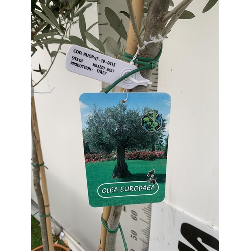 82 - TWO LARGE ITALIAN OLIVE STANDARD TREES OVER 2 METRES IN HEIGHT IN 9 LTR POTS NO VAT TO BE SOLD FOR T... 