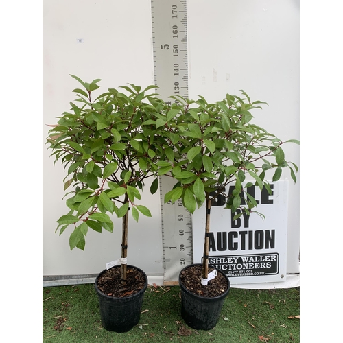 83 - A PAIR OF STANDARD PHOTINIA FRASERI RED ROBIN TREES 130CM TALL IN A 10 LTR POT TO BE SOLD FOR THE PA... 