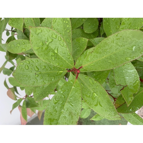 83 - A PAIR OF STANDARD PHOTINIA FRASERI RED ROBIN TREES 130CM TALL IN A 10 LTR POT TO BE SOLD FOR THE PA... 