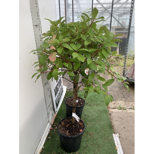 83 - A PAIR OF STANDARD PHOTINIA FRASERI RED ROBIN TREES 130CM TALL IN A 10 LTR POT TO BE SOLD FOR THE PA... 