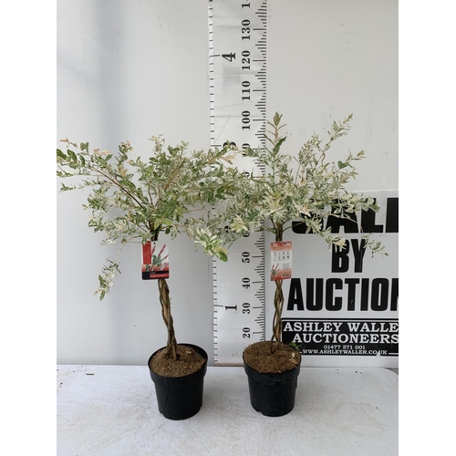 84 - TWO STANDARD TWISTED STEM PLAITED SALIX INTEGRA 'FLAMINGO' APPROX A METRE IN HEIGHT IN 3 LTR POTS PL... 