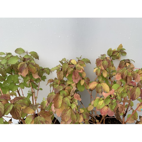 85 - TWO CORNUS SANGUINEA 'MIDWINTER FIRE' IN 4 LTR POTS APPROX 50CM IN HEIGHT PLUS VAT TO BE SOLD FOR TH... 