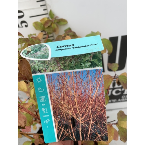 85 - TWO CORNUS SANGUINEA 'MIDWINTER FIRE' IN 4 LTR POTS APPROX 50CM IN HEIGHT PLUS VAT TO BE SOLD FOR TH... 