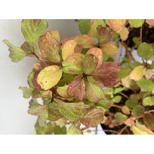 85 - TWO CORNUS SANGUINEA 'MIDWINTER FIRE' IN 4 LTR POTS APPROX 50CM IN HEIGHT PLUS VAT TO BE SOLD FOR TH... 