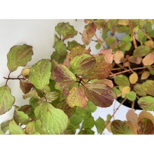 85 - TWO CORNUS SANGUINEA 'MIDWINTER FIRE' IN 4 LTR POTS APPROX 50CM IN HEIGHT PLUS VAT TO BE SOLD FOR TH... 