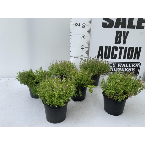 86 - SIX THYME 'ARCHERS GOLD' IN 1 LTR POTS APPROX 20CM IN HEIGHT NO VAT TO BE SOLD FOR THE SIX