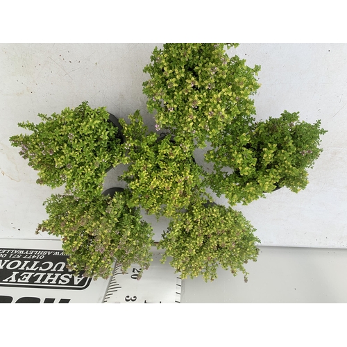 86 - SIX THYME 'ARCHERS GOLD' IN 1 LTR POTS APPROX 20CM IN HEIGHT NO VAT TO BE SOLD FOR THE SIX