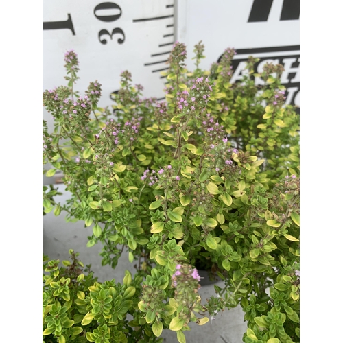 86 - SIX THYME 'ARCHERS GOLD' IN 1 LTR POTS APPROX 20CM IN HEIGHT NO VAT TO BE SOLD FOR THE SIX