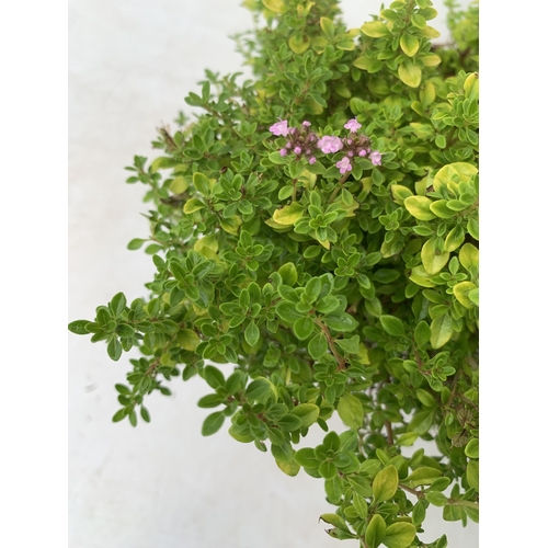 86 - SIX THYME 'ARCHERS GOLD' IN 1 LTR POTS APPROX 20CM IN HEIGHT NO VAT TO BE SOLD FOR THE SIX