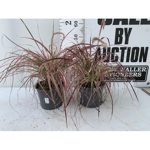 87 - TWO GRASSES PENNISETUM 'FIREWORKS' IN PINK IN 3 LTR POTS APPROX 50CM IN HEIGHT PLUS VAT TO BE SOLD F... 