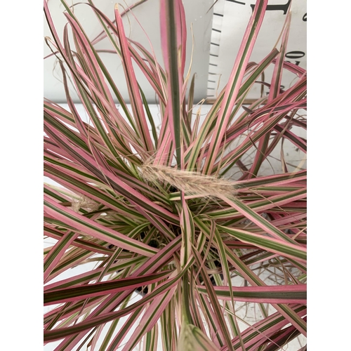 87 - TWO GRASSES PENNISETUM 'FIREWORKS' IN PINK IN 3 LTR POTS APPROX 50CM IN HEIGHT PLUS VAT TO BE SOLD F... 