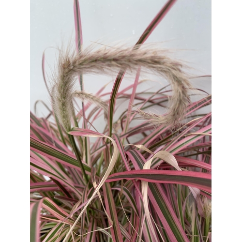 87 - TWO GRASSES PENNISETUM 'FIREWORKS' IN PINK IN 3 LTR POTS APPROX 50CM IN HEIGHT PLUS VAT TO BE SOLD F... 