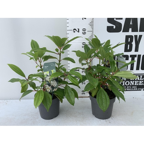 88 - TWO VIBURNUM 'DAVIDII' IN 2 LTR POTS APPROX 50CM IN HEIGHT TO BE SOLD FOR THE TWO PLUS VAT