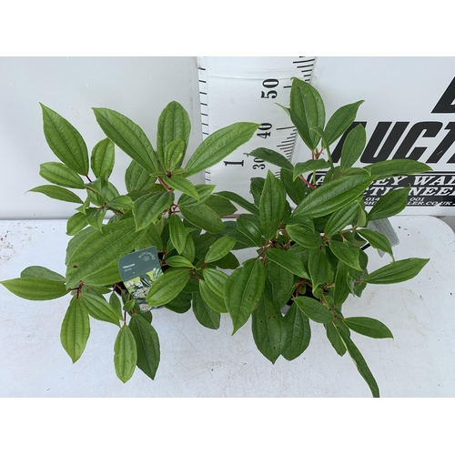 88 - TWO VIBURNUM 'DAVIDII' IN 2 LTR POTS APPROX 50CM IN HEIGHT TO BE SOLD FOR THE TWO PLUS VAT