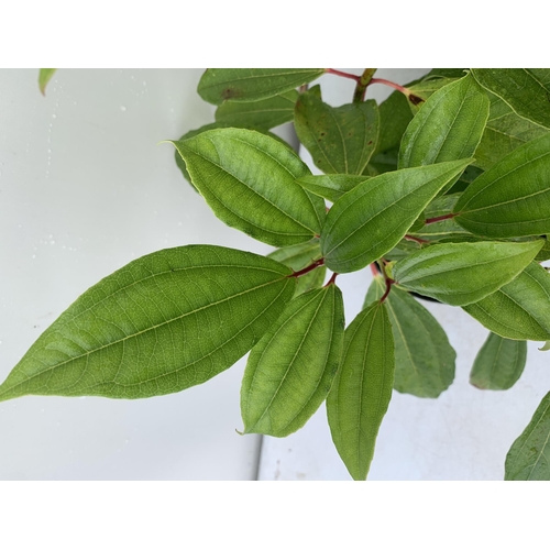 88 - TWO VIBURNUM 'DAVIDII' IN 2 LTR POTS APPROX 50CM IN HEIGHT TO BE SOLD FOR THE TWO PLUS VAT