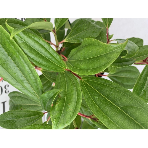 88 - TWO VIBURNUM 'DAVIDII' IN 2 LTR POTS APPROX 50CM IN HEIGHT TO BE SOLD FOR THE TWO PLUS VAT