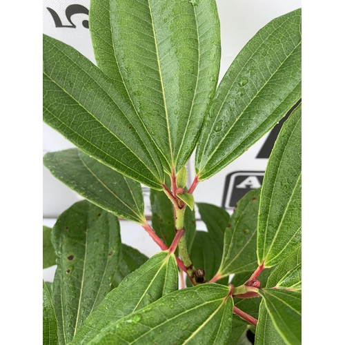 88 - TWO VIBURNUM 'DAVIDII' IN 2 LTR POTS APPROX 50CM IN HEIGHT TO BE SOLD FOR THE TWO PLUS VAT