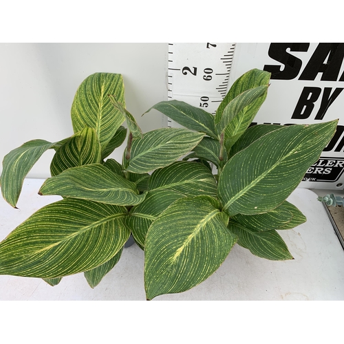 9 - TWO EXCLUSIVE LARGE CANNA VARIEGATED PRETORIA APPROX 80CM IN HEIGHT IN 2 LTR POTS PLUS VAT TO BE SOL... 